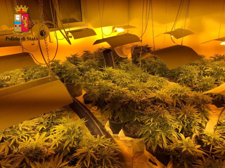 Polizia individua piantagione “indoor” con 95 vasi di piante di marijuana. Arrestato un 24enne