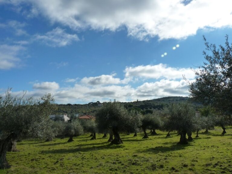 Beni Confiscati: pubblicato l’avviso per la promozione e valorizzazione del Brand “Olio Biologico” made in Collesano