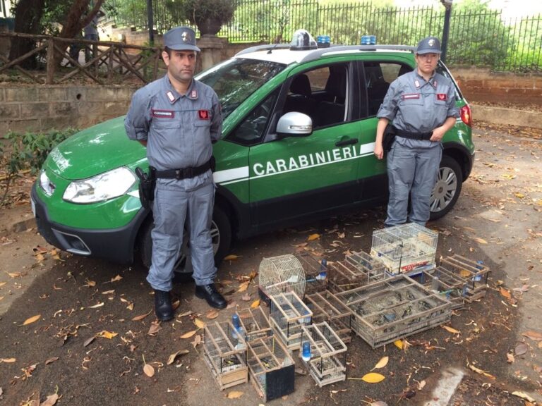 Sequestrati 60 esemplari di avifauna protetta