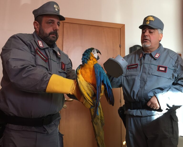 Carabinieri forestali salvano un esemplare di “Ara ararauna”. Si cerca il proprietario