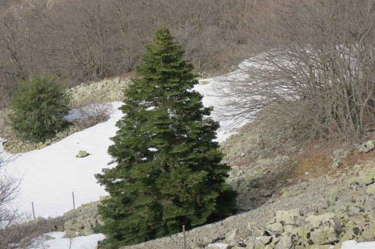 Presentazione del sentiero “Abies nebrodensis”, un percorso didattico per le scuole promosso dall’A.N.A.S.