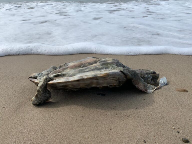 Trovata morta una “Caretta caretta” sulla spiaggia vicino la Torre Roccella a Campofelice