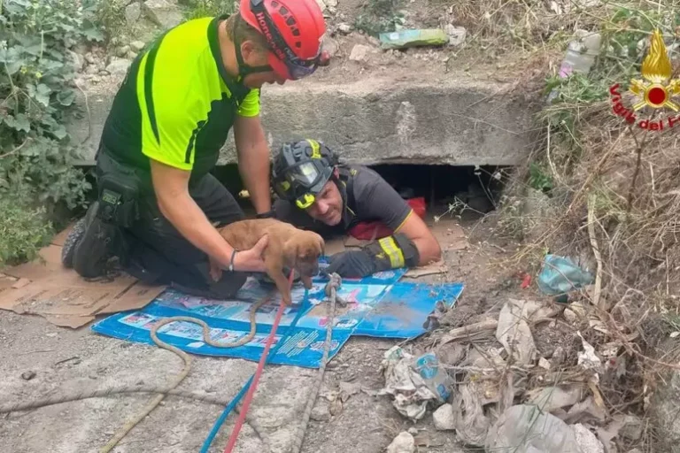 I Vigili del Fuoco di Termini Imerese salvano due cuccioli di cane a Cerda, erano rimasti bloccati in un canale di scolo