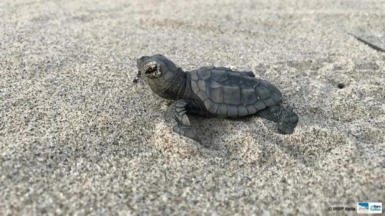 L’appello del WWF per salvare i nidi delle tartarughe marine, ecco come fare