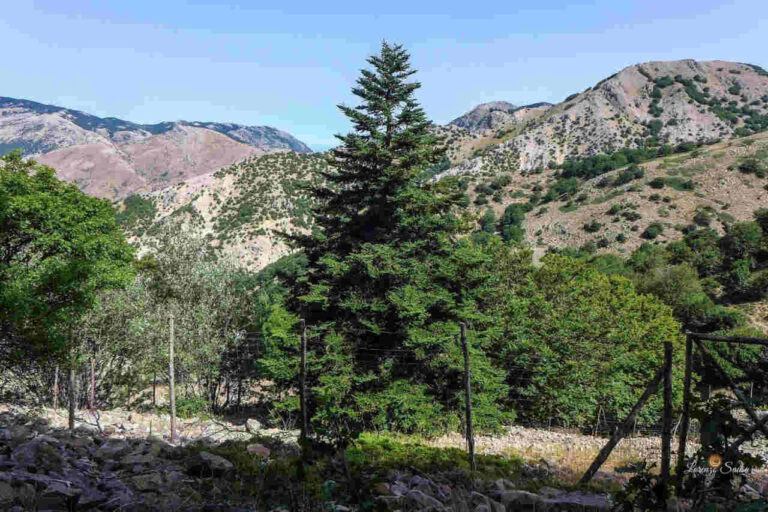 Parco delle Madonie custode di boschi vetusti e alberi monumentali rari