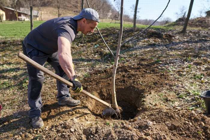 Termini Imerese, “Dona un Albero per il San Calogero”: manifestazione per il rimboschimento del monte Eurako